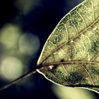 magical leaf...